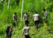 Polres Lhokseumawe Musnahkan 2 Hektar Lahan Ganja Ciduk Dua Pelaku nya