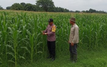 Bhabinkamtibmas Polsek Ngoro Turun ke Sawah, Monitoring Lahan Jagung Dukung Ketahanan Pangan