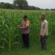 Bhabinkamtibmas Polsek Ngoro Turun ke Sawah, Monitoring Lahan Jagung Dukung Ketahanan Pangan