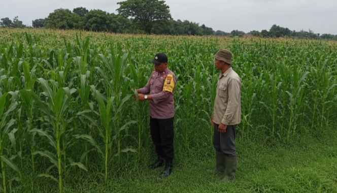 Bhabinkamtibmas Polsek Ngoro Turun ke Sawah, Monitoring Lahan Jagung Dukung Ketahanan Pangan