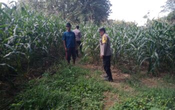 Dukung Ketahanan Pangan, Bhabinkamtibmas Desa Kedungjati Sambang Tanaman Jagung Milik Warga Binaan