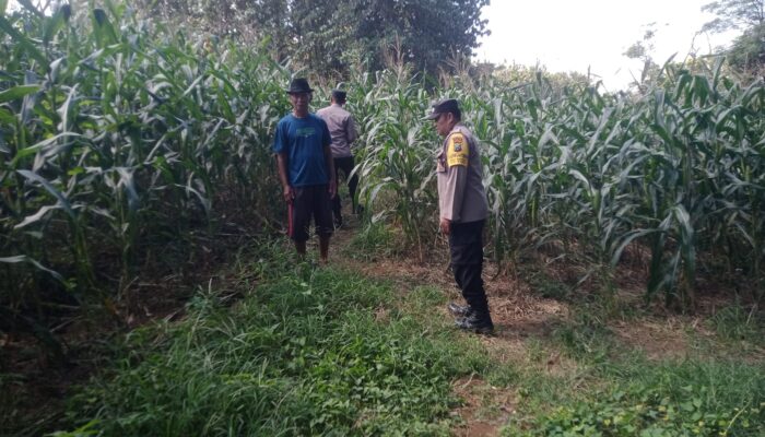 Dukung Ketahanan Pangan, Bhabinkamtibmas Desa Kedungjati Sambang Tanaman Jagung Milik Warga Binaan