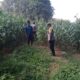 Dukung Ketahanan Pangan, Bhabinkamtibmas Desa Kedungjati Sambang Tanaman Jagung Milik Warga Binaan