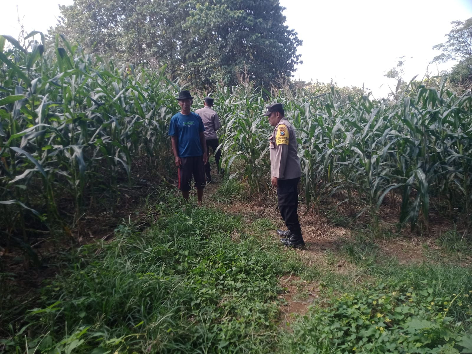 Dukung Ketahanan Pangan, Bhabinkamtibmas Desa Kedungjati Sambang Tanaman Jagung Milik Warga Binaan