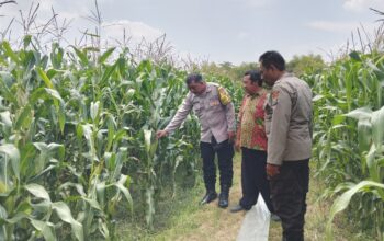 Wujud Dukungan Ketahanan Pangan Nasional, Polsek Peterongan Edukasi Petani Jagung