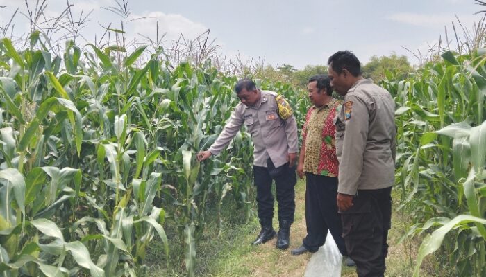Wujud Dukungan Ketahanan Pangan Nasional, Polsek Peterongan Edukasi Petani Jagung