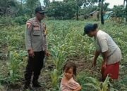 Kunjungan Bhabinkamtibmas ke Ladang Jagung Warga.