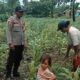 Kunjungan Bhabinkamtibmas ke Ladang Jagung Warga.