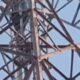 Dua Remaja Nekat Naik Tower 50 Meter di Brebes, Berhasil Dievakuasi Petugas Gabungan