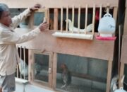 Pemadaman Listrik Berulang di Brebes Dikeluhkan Peternak Ayam, Ancam Proses Penetasan Telur