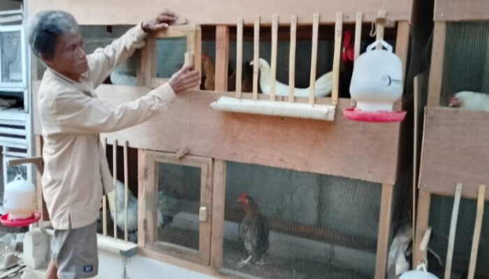 Pemadaman Listrik Berulang di Brebes Dikeluhkan Peternak Ayam, Ancam Proses Penetasan Telur