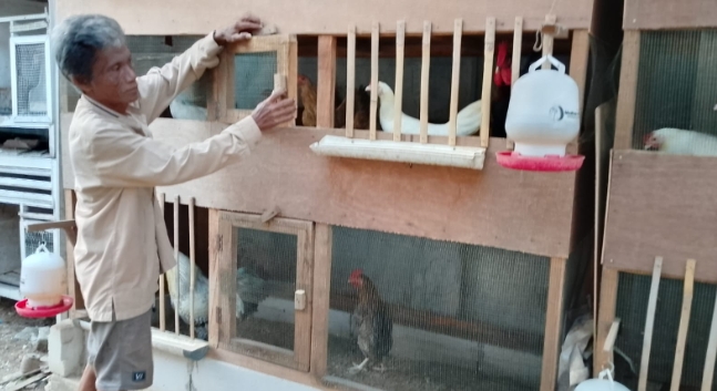 Pemadaman Listrik Berulang di Brebes Dikeluhkan Peternak Ayam, Ancam Proses Penetasan Telur