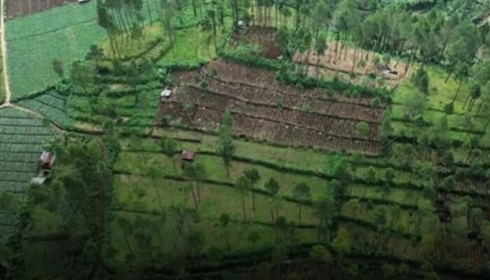 Perhutani Siapkan Langkah Hukum terhadap Perambahan Hutan di Lereng Rogojembangan