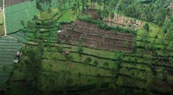 Perhutani Siapkan Langkah Hukum terhadap Perambahan Hutan di Lereng Rogojembangan