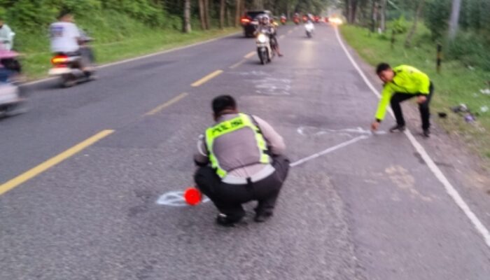 Adu Banteng di Jalur Balapulang Tewaskan Dua Pengendara, Satu Korban Masih Berstatus Pelajar