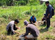 Perkuat Ketahanan Pangan Nasional, Pemdes Talang Balai Lama Sukseskan Penanaman Bibit Jagung