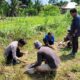 Perkuat Ketahanan Pangan Nasional, Pemdes Talang Balai Lama Sukseskan Penanaman Bibit Jagung