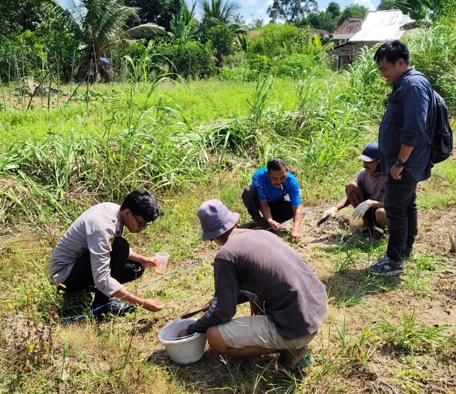 Perkuat Ketahanan Pangan Nasional, Pemdes Talang Balai Lama Sukseskan Penanaman Bibit Jagung