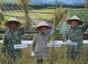 Gubernur Jambi Dr. H. Al Haris, S.Sos., MH menghadiri Panen Raya TNI yang digelar di Kawasan Kota Terpadu Mandiri (KTM) Desa Kota Baru