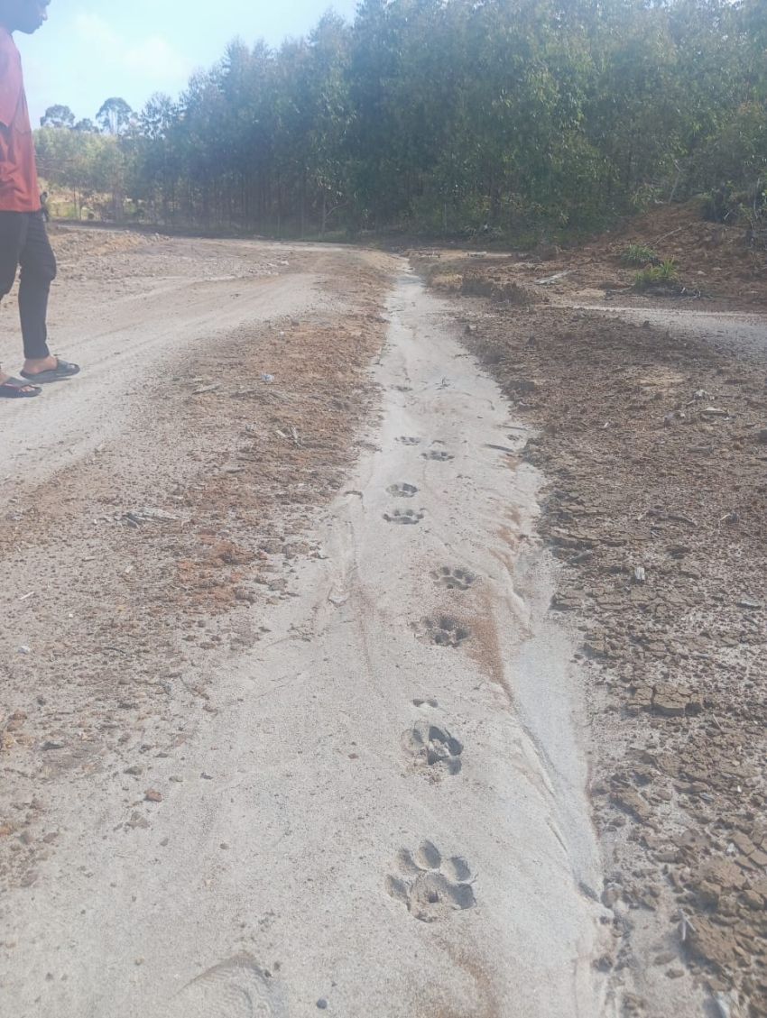 Heboh! Ditemukan Jejak Telapak Kaki Diduga Harimau di Sport Center Desa Parbubu Dolok Tapanuli Utara