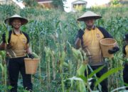 Panen Jagung Polda Sulbar: Wujud Nyata Komitmen Perkuat Ketahanan Pangan Daerah