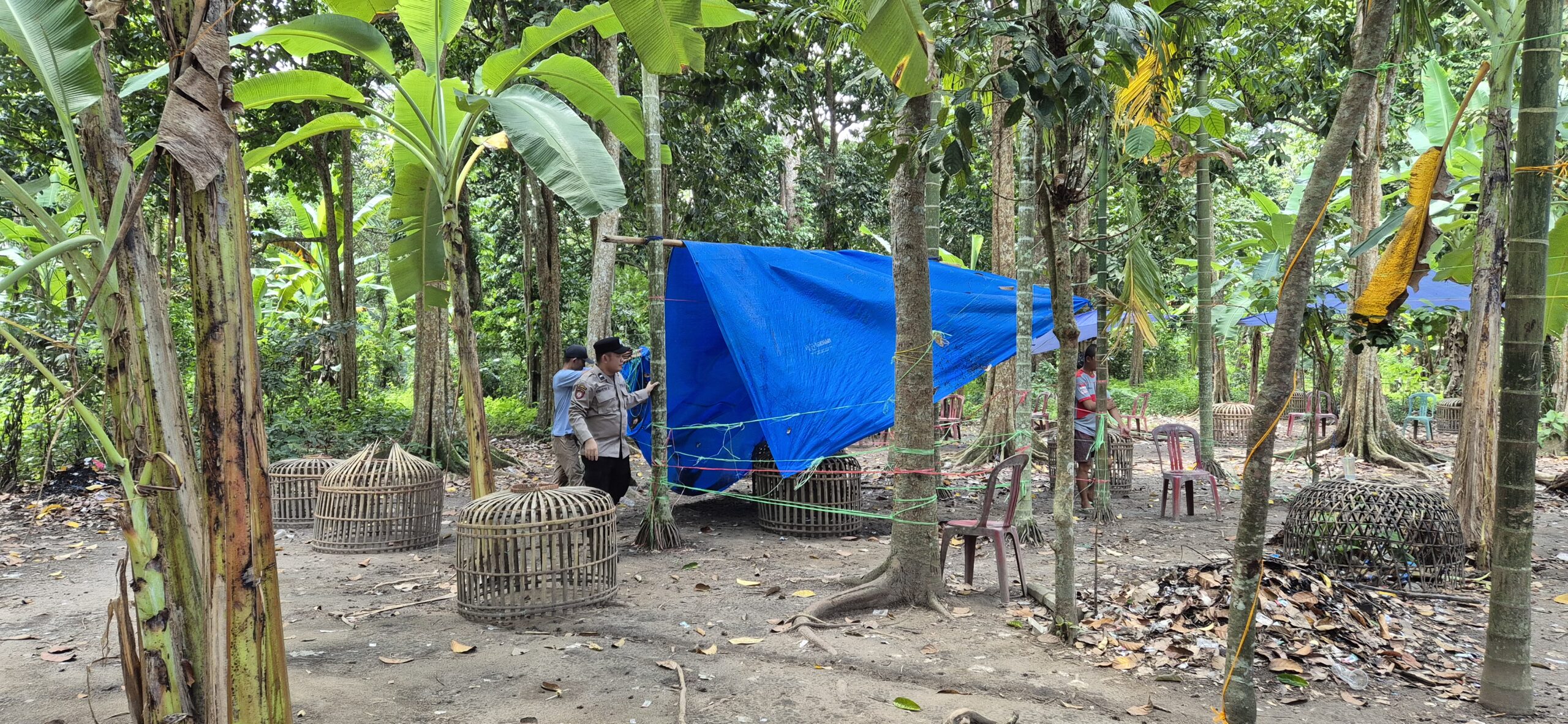 ​Merespons Aduan Warga, Polsek Tanjung Raja Bongkar Tenda Diduga Arena Sabung Ayam di Talang Balai Lama