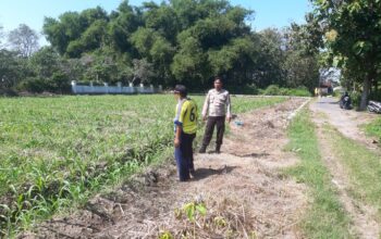 Anggota Polsek Perak Tinjau Perkembangan Tanaman Jagung Triwulan II Tahun 2026