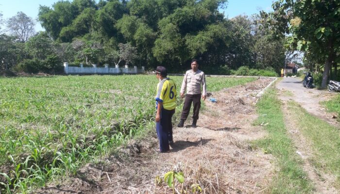 Anggota Polsek Perak Tinjau Perkembangan Tanaman Jagung Triwulan II Tahun 2026