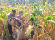 Semangat Ketahanan Pangan, Bhabinkamtibmas Polsek Banggae Panen Jagung Bersama Kelompok Tani Bunga Pussu
