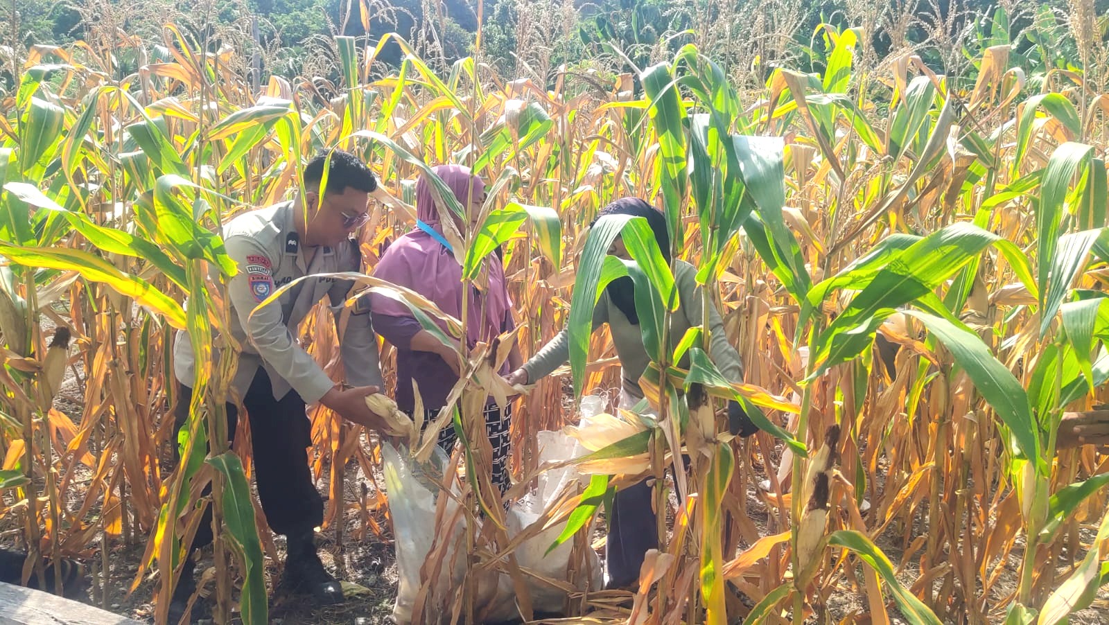 Semangat Ketahanan Pangan, Bhabinkamtibmas Polsek Banggae Panen Jagung Bersama Kelompok Tani Bunga Pussu