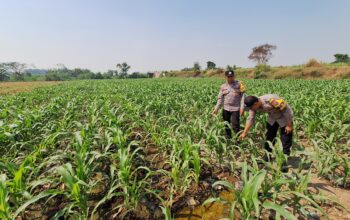 Polsek Jogoroto Pantau Perkembangan Tanaman Jagung, Dukung Ketahanan Pangan Nasional