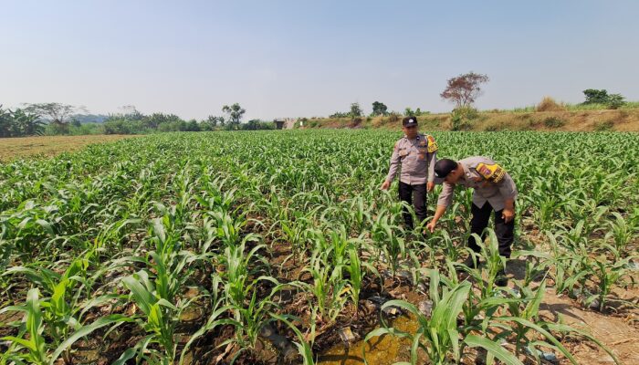 Polsek Jogoroto Pantau Perkembangan Tanaman Jagung, Dukung Ketahanan Pangan Nasional