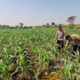 Polsek Jogoroto Pantau Perkembangan Tanaman Jagung, Dukung Ketahanan Pangan Nasional