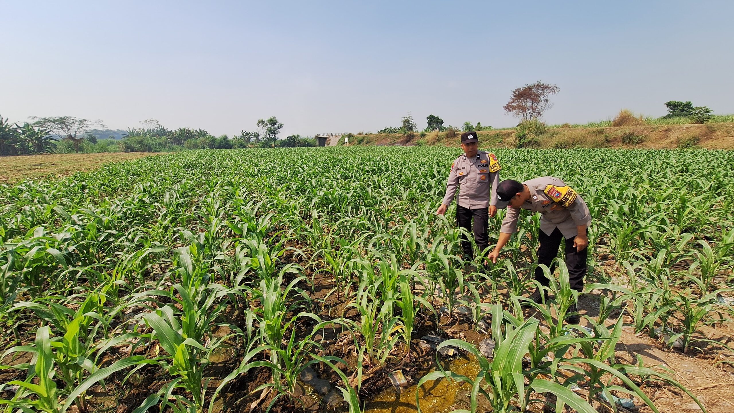 Polsek Jogoroto Pantau Perkembangan Tanaman Jagung, Dukung Ketahanan Pangan Nasional
