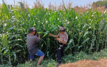 Polsek Tembelang Dampingi Petani Jagung, Dukung Program Ketahanan Pangan Nasional