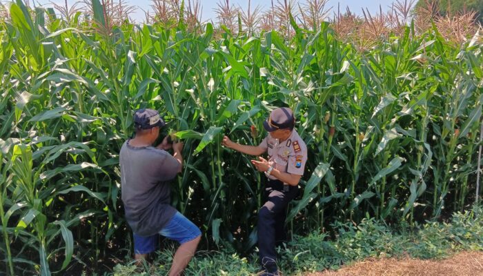 Polsek Tembelang Dampingi Petani Jagung, Dukung Program Ketahanan Pangan Nasional