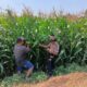 Polsek Tembelang Dampingi Petani Jagung, Dukung Program Ketahanan Pangan Nasional