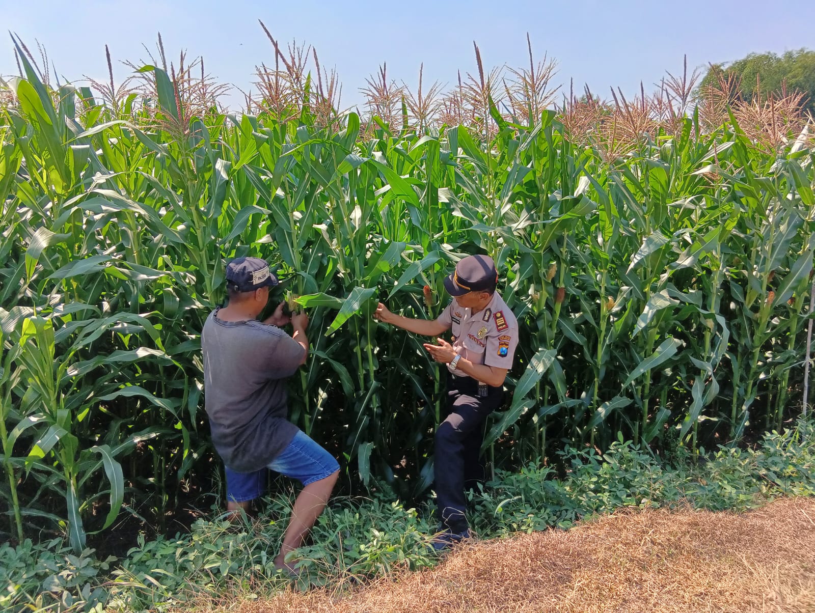 Polsek Tembelang Dampingi Petani Jagung, Dukung Program Ketahanan Pangan Nasional