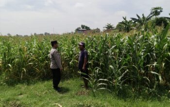 Polsek Sumobito Lakukan Peninjauan Lahan Tanaman Jagung Binaan, Dalam Rangka Mendukung Ketahanan Pangan