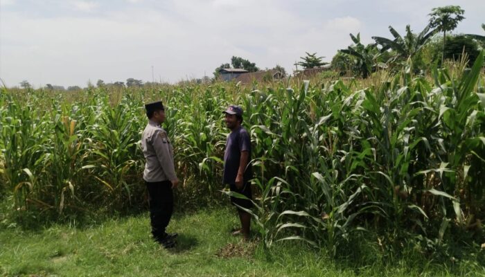 Polsek Sumobito Lakukan Peninjauan Lahan Tanaman Jagung Binaan, Dalam Rangka Mendukung Ketahanan Pangan