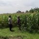 Polsek Sumobito Lakukan Peninjauan Lahan Tanaman Jagung Binaan, Dalam Rangka Mendukung Ketahanan Pangan