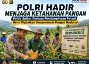 Polri Hadir Menjaga Ketahanan Pangan, Polda Sulbar Perkuat Pendampingan Petani . Wujudkan Swasembada Pangan Nasional