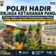 Polri Hadir Menjaga Ketahanan Pangan, Polda Sulbar Perkuat Pendampingan Petani . Wujudkan Swasembada Pangan Nasional