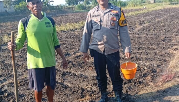 Polsek Kudu Lakukan Pendampingan Penanaman .h Jagung Bantuan Dinas Pertanian melalui Polres Jombang