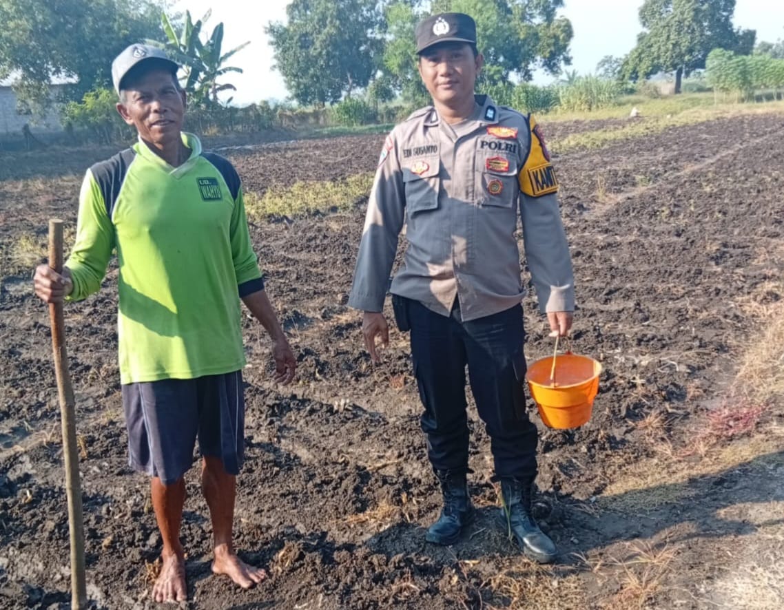 Polsek Kudu Lakukan Pendampingan Penanaman .h Jagung Bantuan Dinas Pertanian melalui Polres Jombang