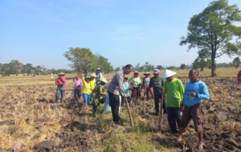 Polri dan Masyarakat Tanam Jagung, Langkah Nyata Dukung Swasembada Pangan