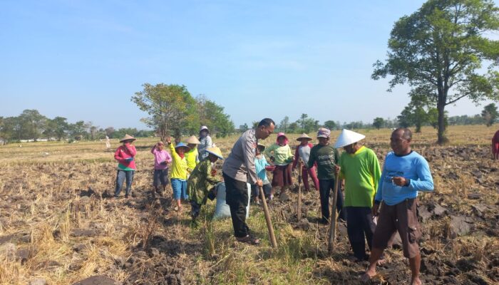 Polri dan Masyarakat Tanam Jagung, Langkah Nyata Dukung Swasembada Pangan