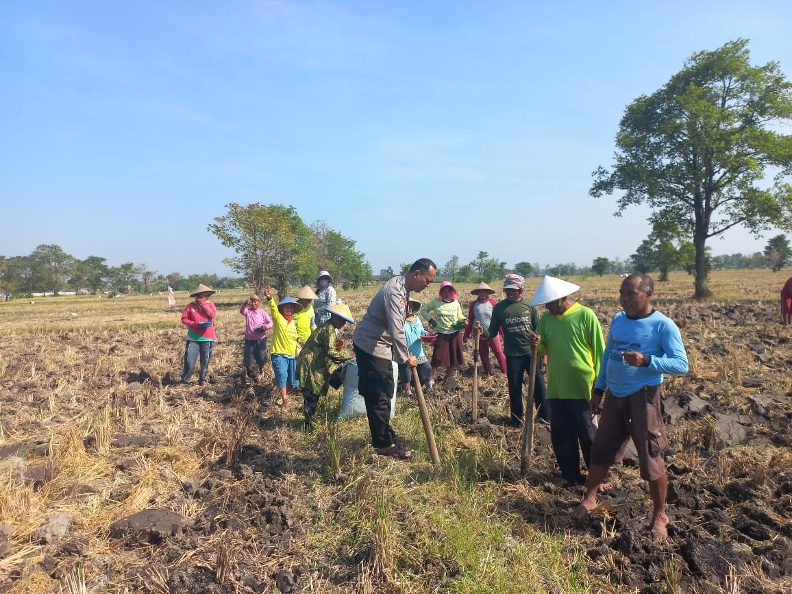 Polri dan Masyarakat Tanam Jagung, Langkah Nyata Dukung Swasembada Pangan