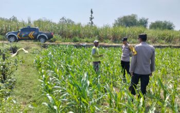 Kanit Binmas Polsek Bandarkedungmulyo Pantau Perkembangan Tanaman Jagung