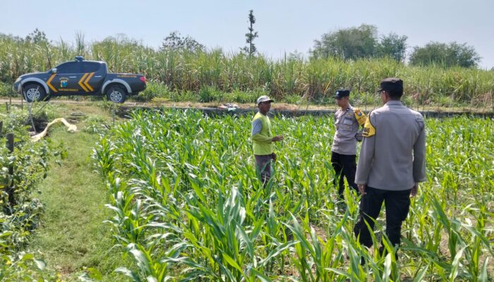 Kanit Binmas Polsek Bandarkedungmulyo Pantau Perkembangan Tanaman Jagung